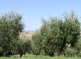 Bartolacci Olivenbäume